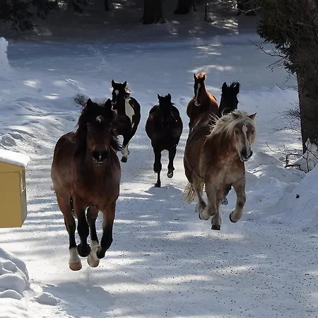 Und Reiterparadies Ponyhof Раттен